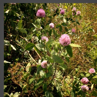 ���̉Ԃ̂Ȃ܂����A